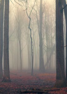 Trees scenery fall