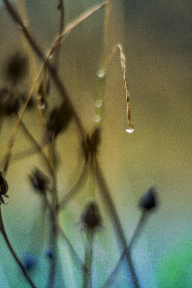 Nature raindrop natural