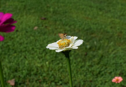 Pollinator animal flower