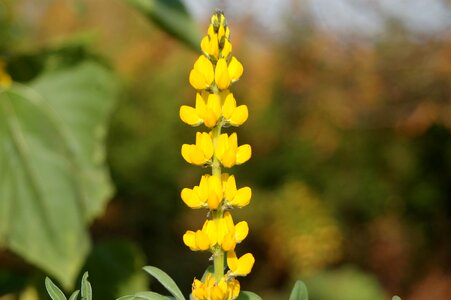 Flower at the court of lupine