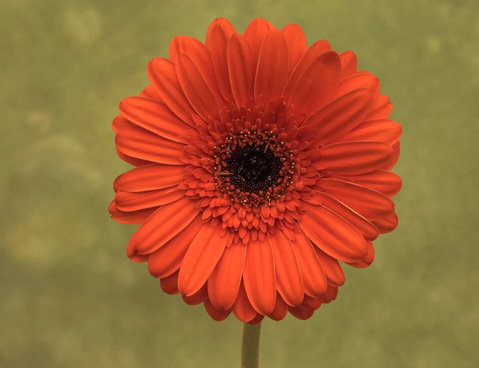 Orange blossom floral