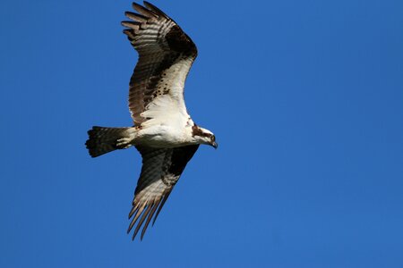 Nature flying wild photo