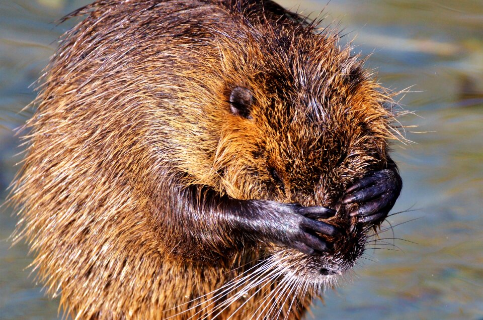 Species of rodent waters animal