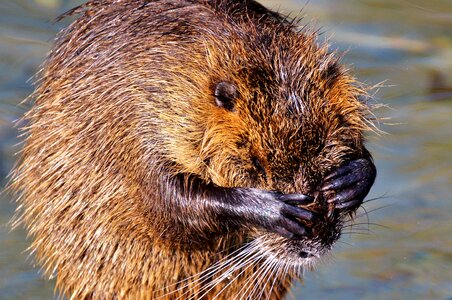 Species of rodent waters animal