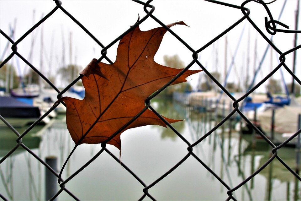 Dry leaves collapse october