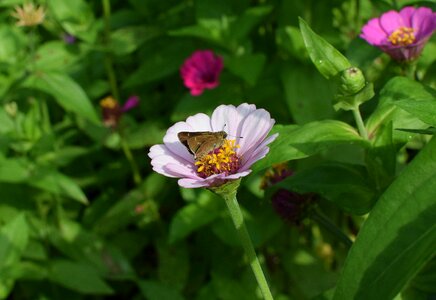 Pollinator animal flower