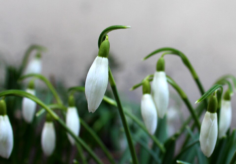 Season flower leaf