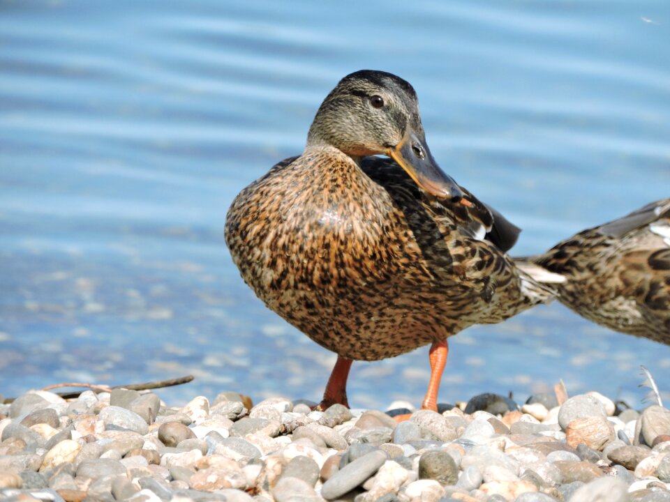 Lake water bird feather