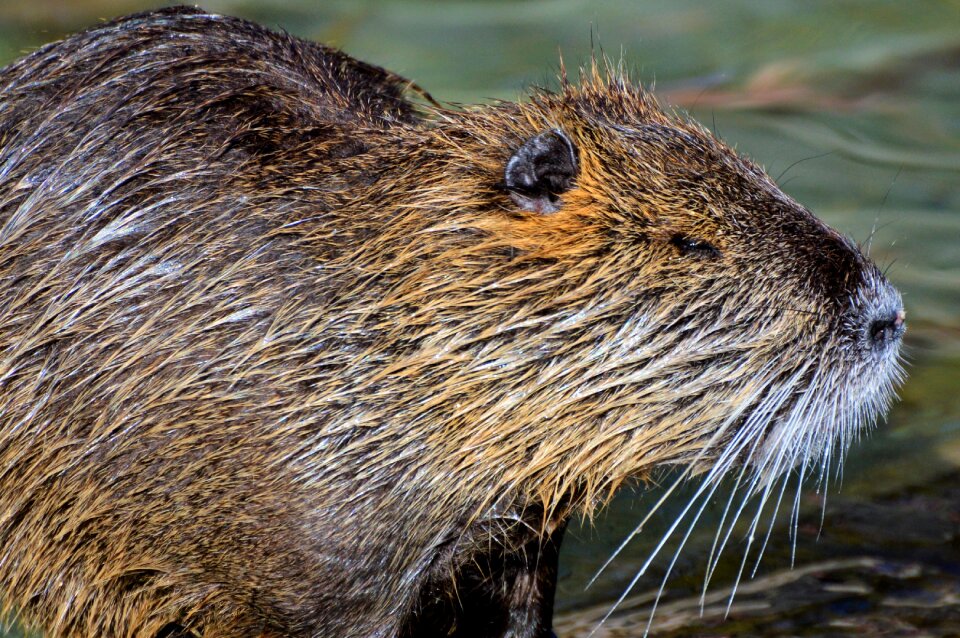 Species of rodent waters animal