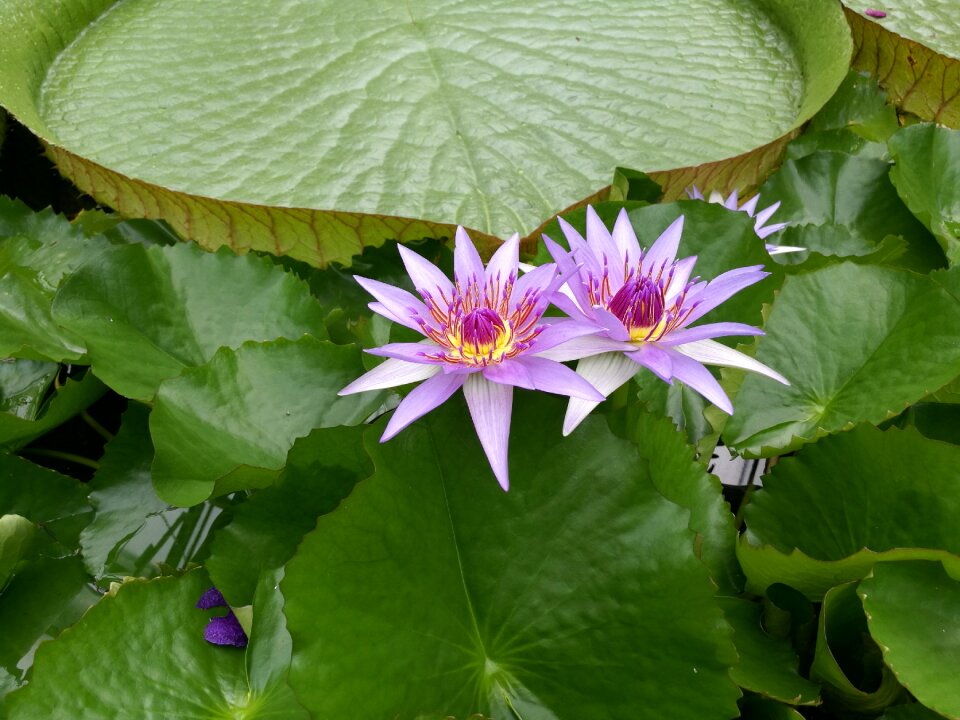Beautiful water lily pond
