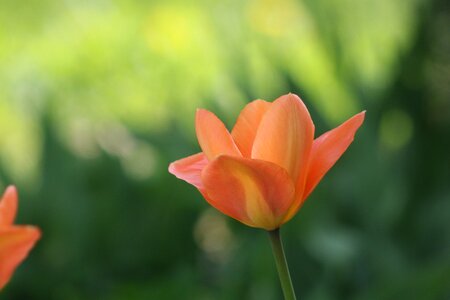 Flower macro natural