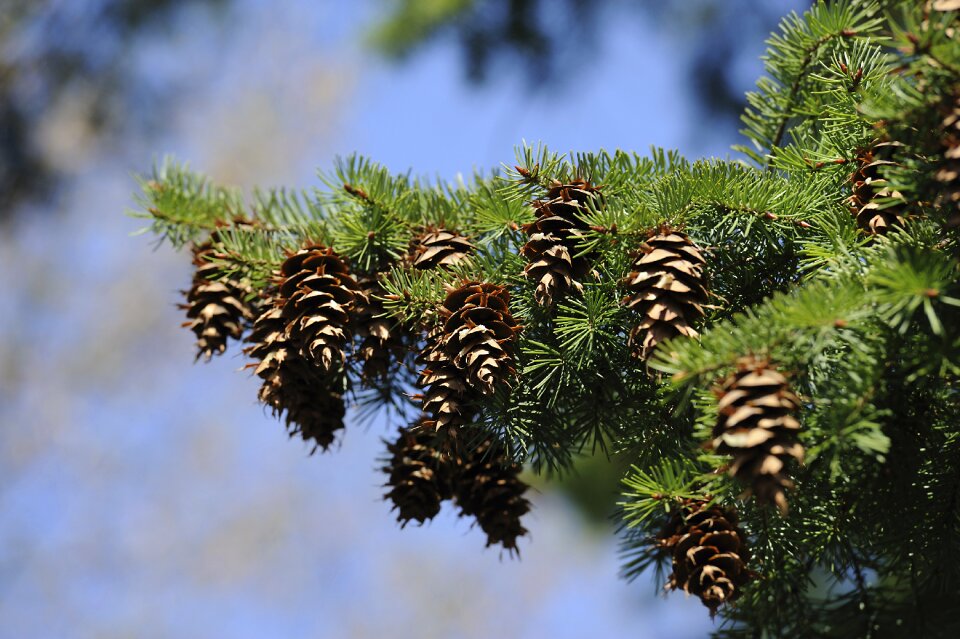 Tap pine cones nature