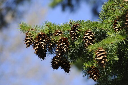 Tap pine cones nature photo