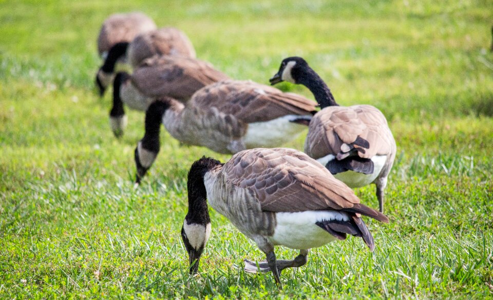 Nature bird geese