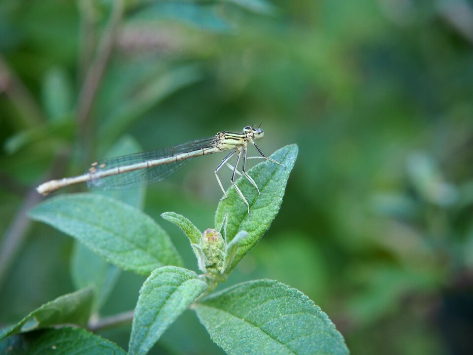 Close up nature wing