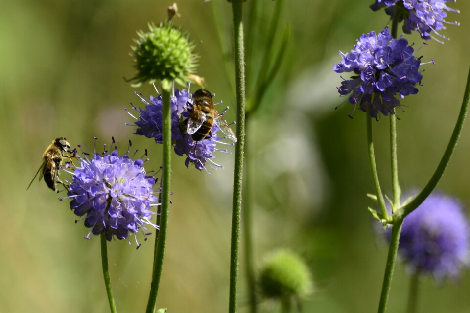 Summer fly hoverfly
