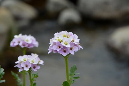 Spring flowers plant flowers