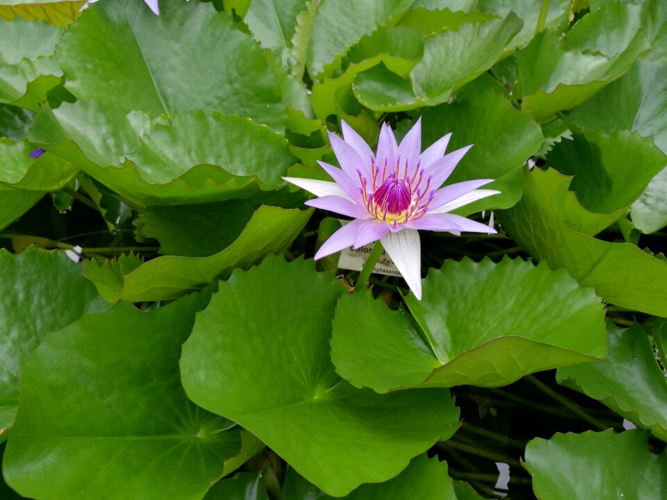 Bloom aquatic plant nature photo