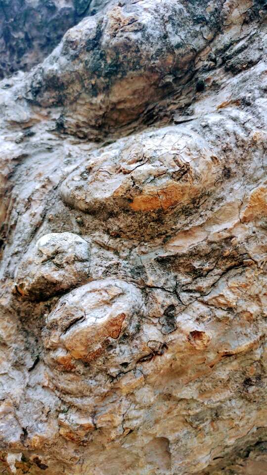 Log brown nature