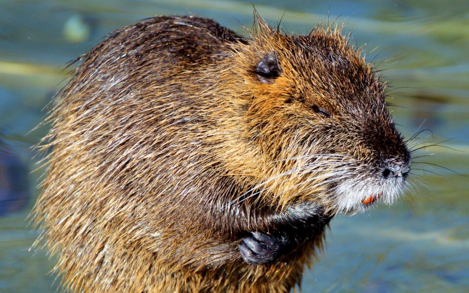 Species of rodent waters animal
