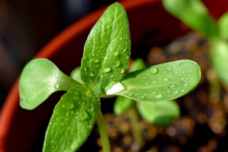 Rostock sunflower drops