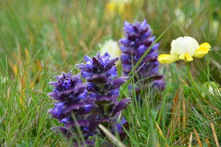 Spring flowers plant flowers