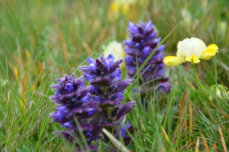 Spring flowers plant flowers photo