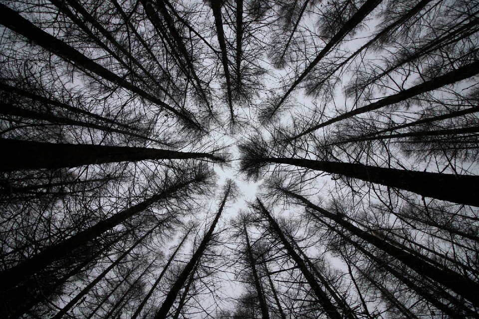 Nature rural leaf