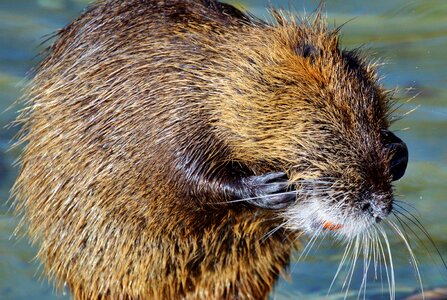 Species of rodent waters animal