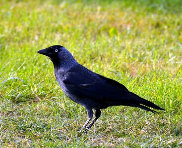 Animals raven bird nature