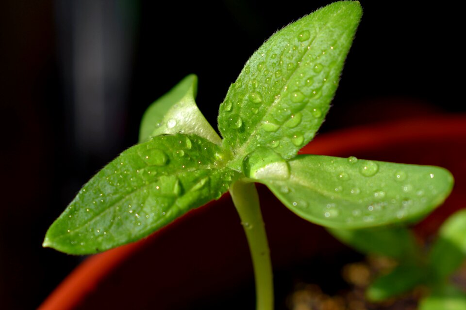 Rostock sunflower drops