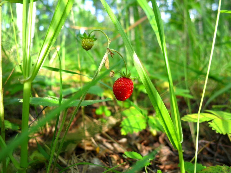 Wild strawberry wild berry plant