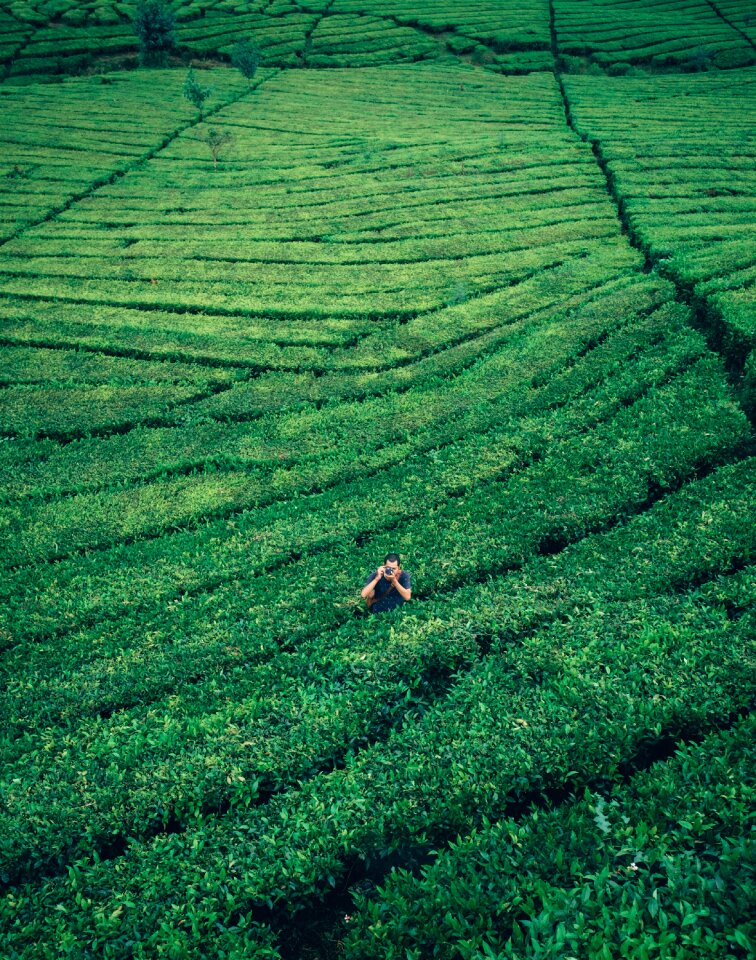 Agriculture field farm