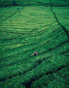 Agriculture field farm photo