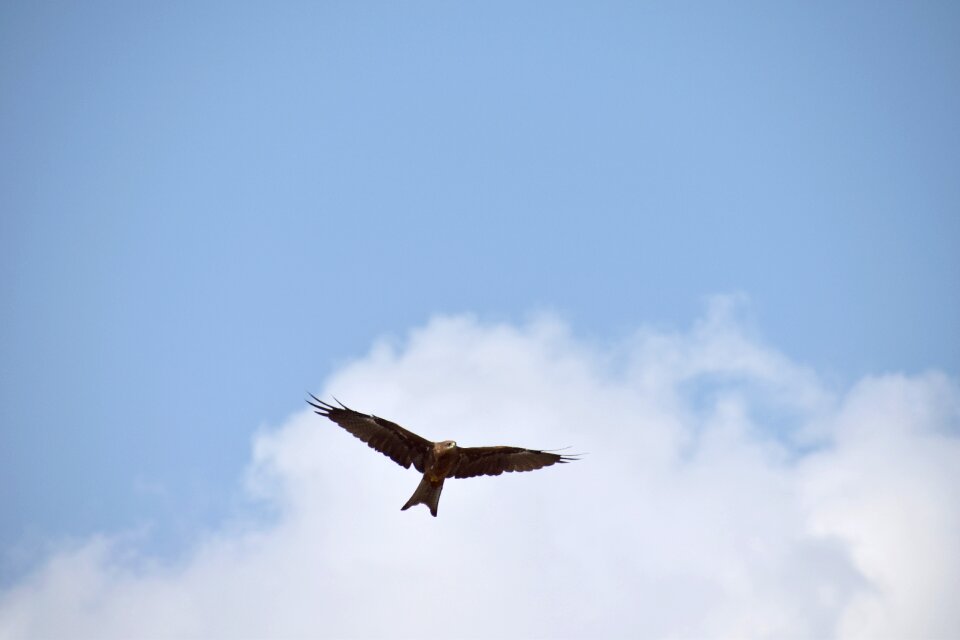 Bird flight blue sky predator