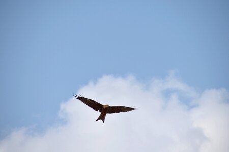Bird flight blue sky predator