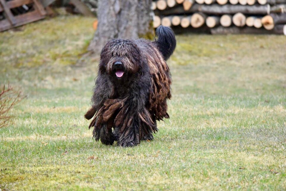 Dog bergamasgo summer