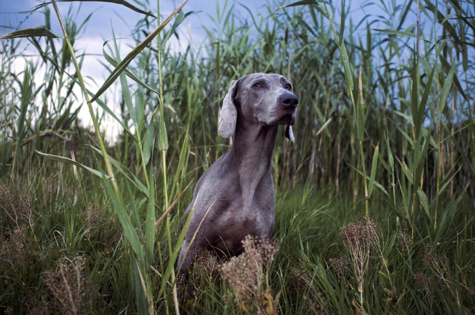 Green grass nature
