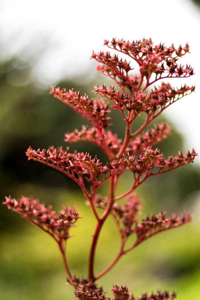 Floral summer plant