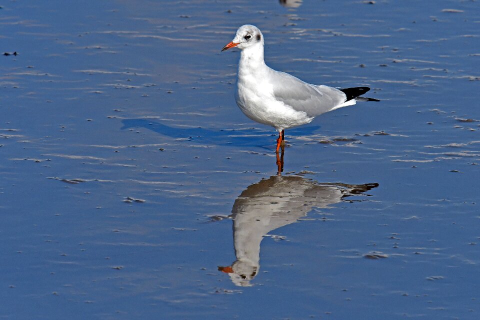 Watts seagull north sea