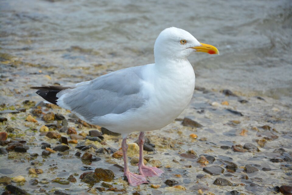 Profile beach feathers