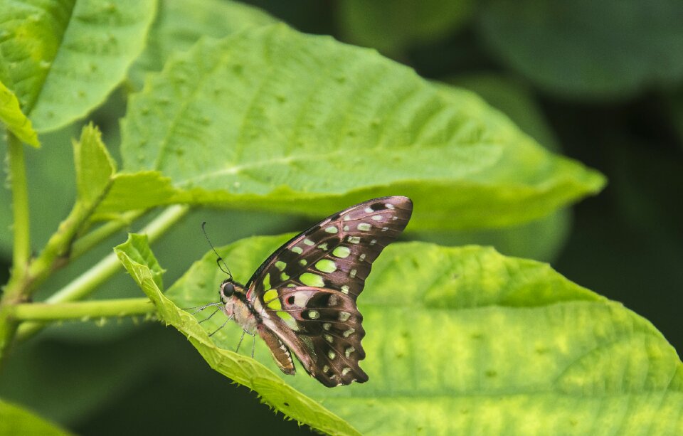 Insect wildlife tropical