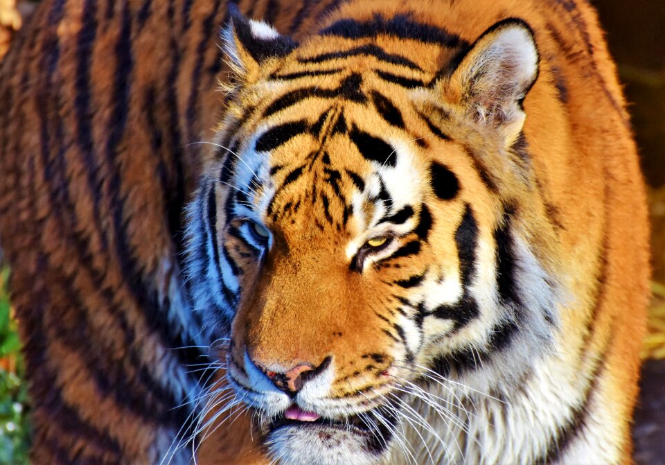 Wildcat dangerous noble