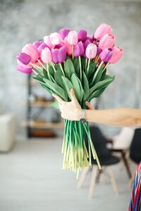 Clock tulip plant