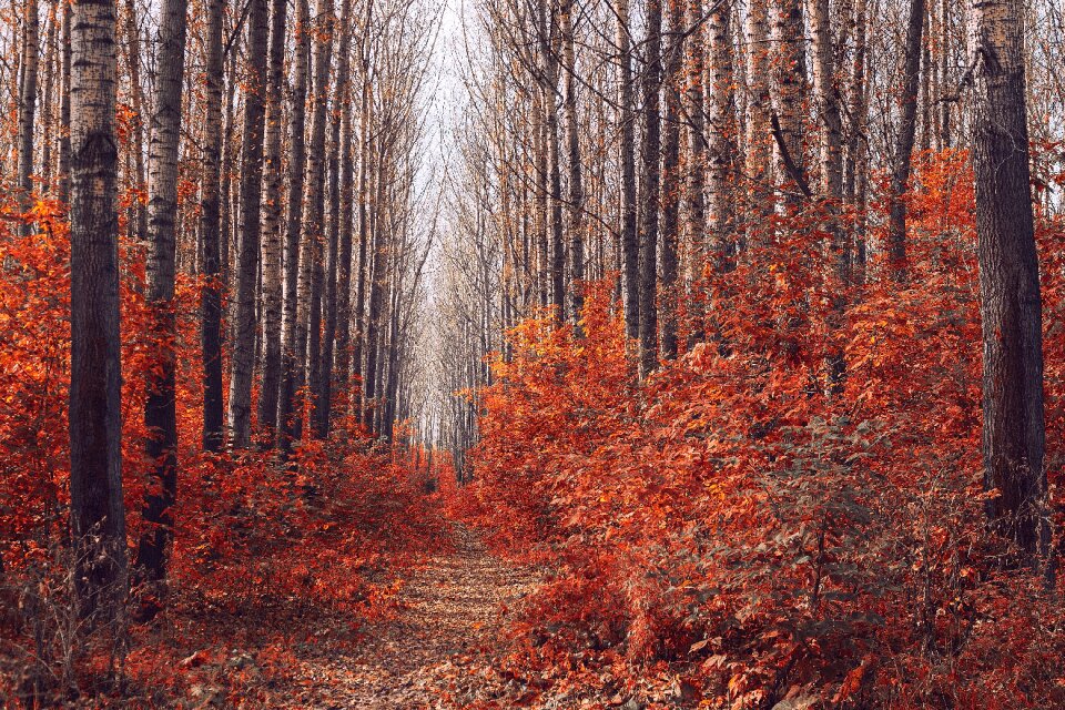 Sheet nature landscape