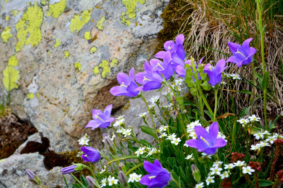 Spring flowers plant flowers