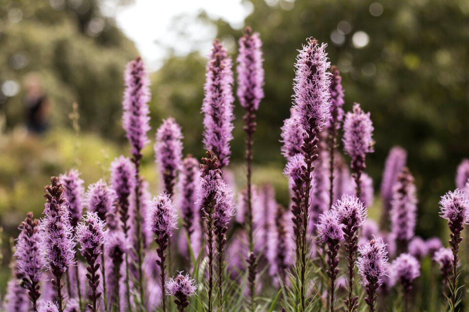 Floral summer plant