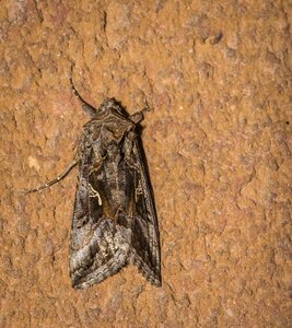 Day wildlife insect