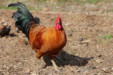 Rooster red rooster free range