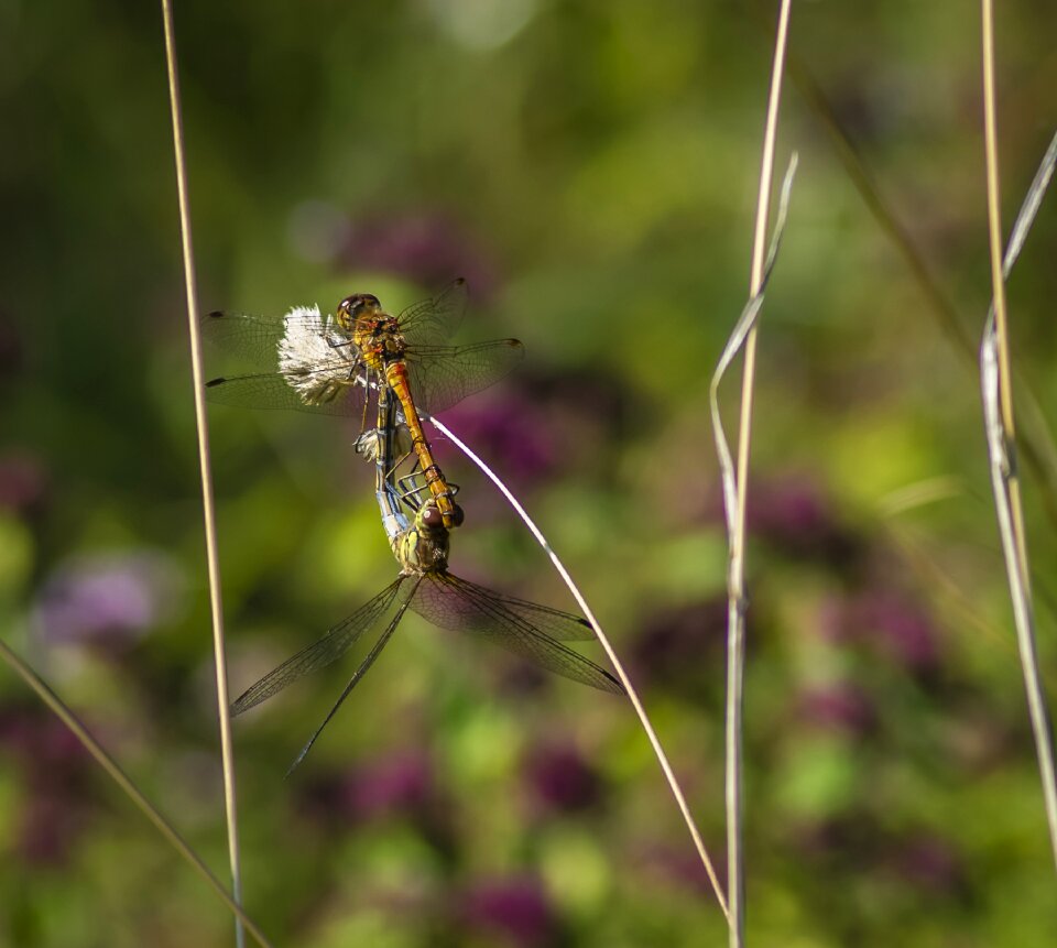 Wildlife fauna odonata